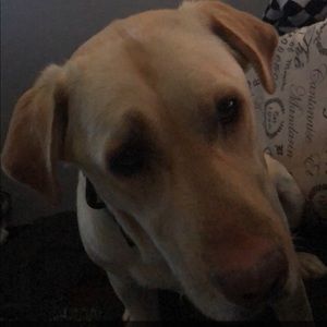 Meet your Posher, Donavan